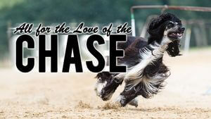 All for the Love of the Chase - Louise Harding - Animal Talent