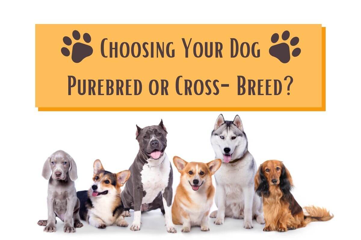 Should you breed your hot sale dog