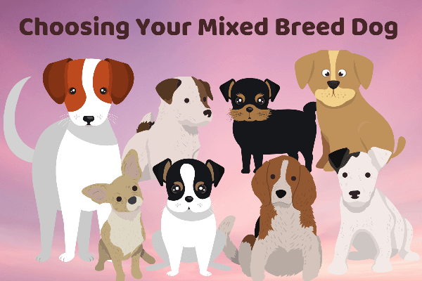 Choosing Your Mixed Breed Dog